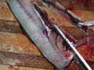 Cut_Bait_020.jpg (57361 bytes)