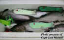9.19.05_Capt_Lens_fish_box.jpg (27846 bytes)