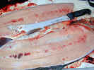 FishClean3.JPG (73034 bytes)