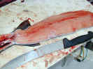 FishClean5.JPG (74041 bytes)